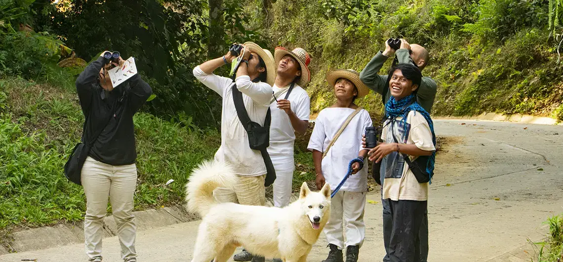 Birdwatching in Santa Marta: A Complete Guide 80 avistamiento de aves