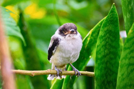 avistamiento aves minca minca